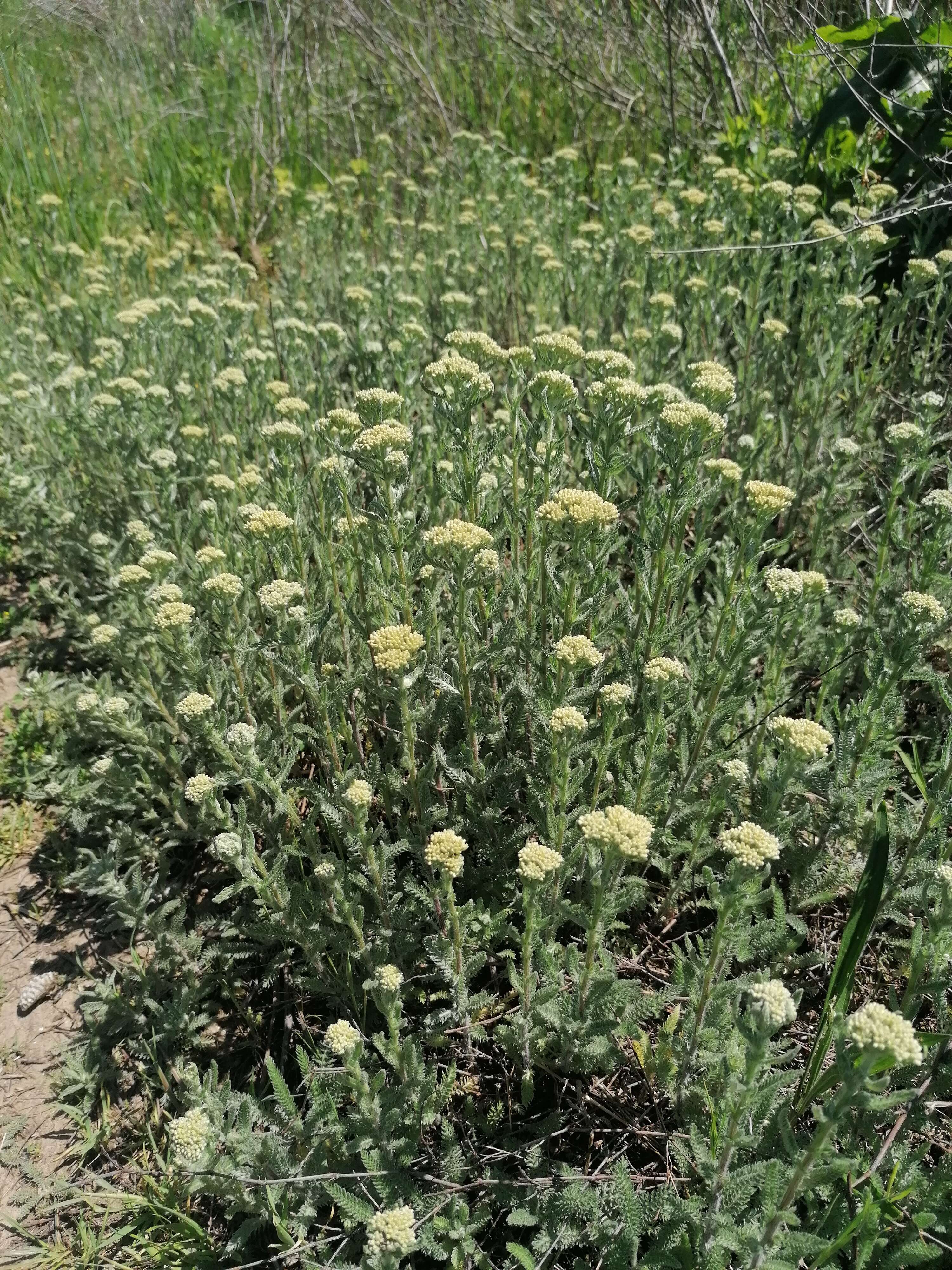 Image of yarrow, milfoil