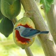 Image of Blue-gray Tanager