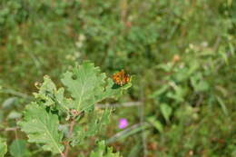 Image of Ochlodes sylvanus