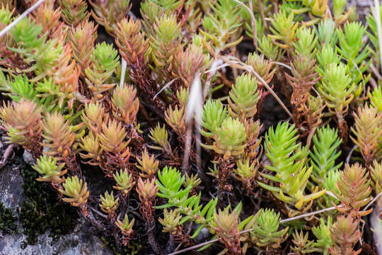 Слика од Petrosedum rupestre (L.) P. Heath