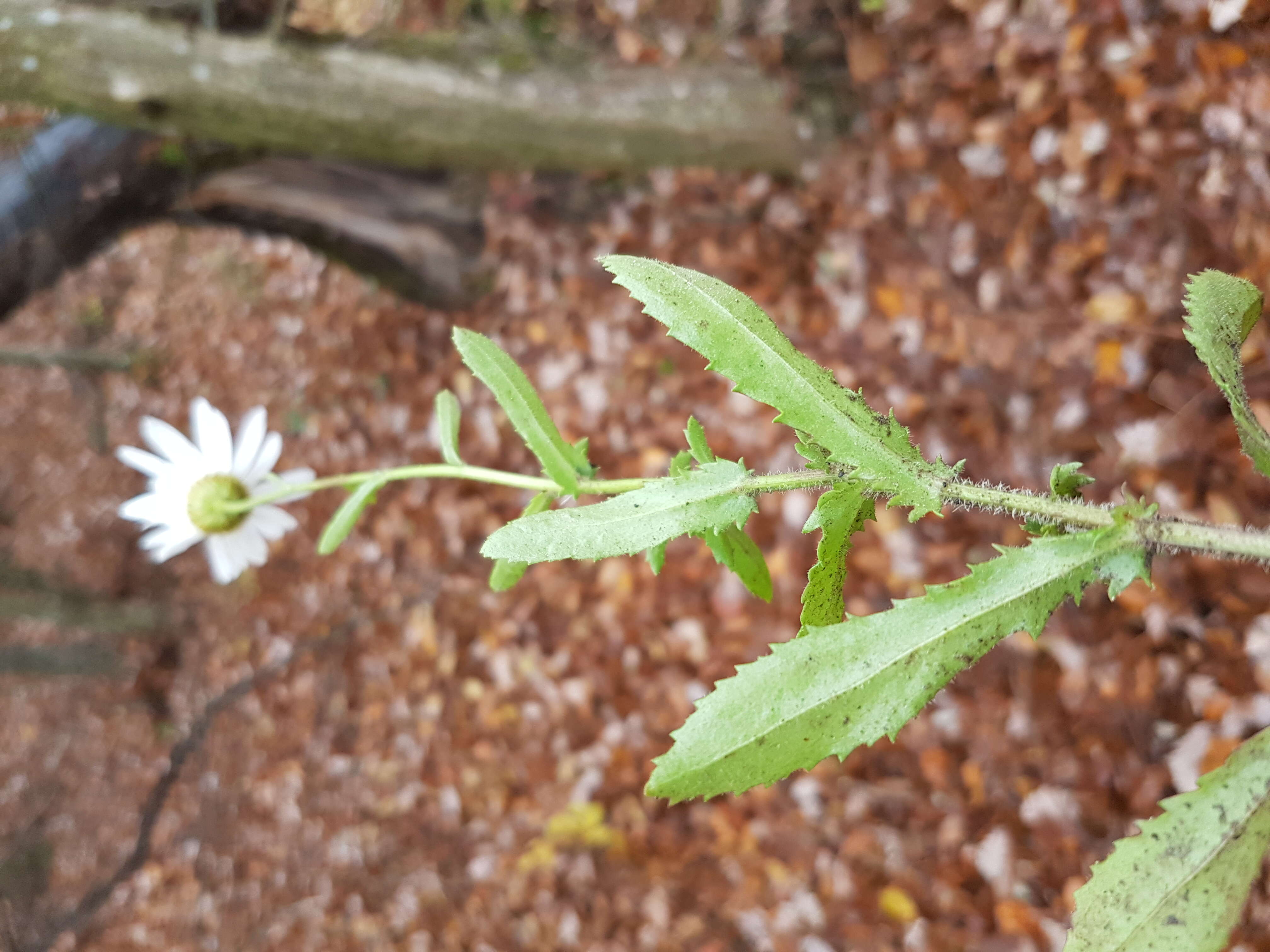 صورة Leucanthemum ircutianum (Turcz.) DC.