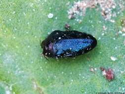 Image of Metallic wood-boring beetle