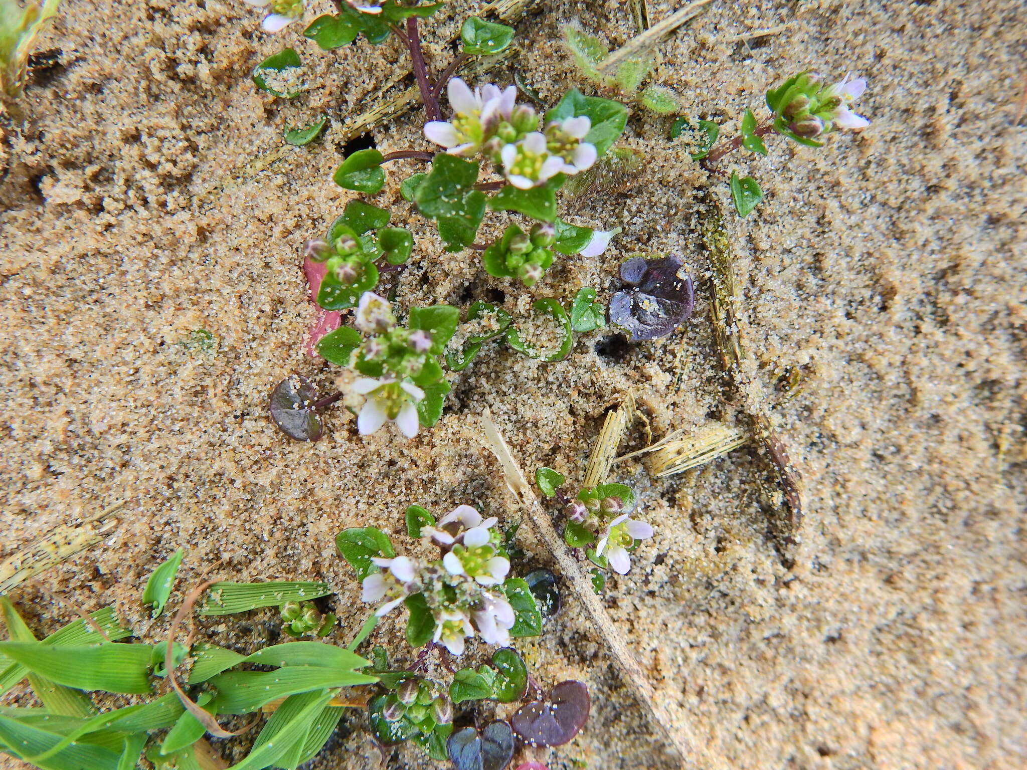 Image of early scurvygrass