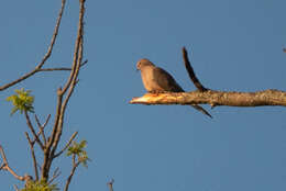 Image of American Mourning Dove