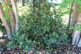 Image de Rhododendron wiltonii Hemsl. & E. H. Wilson