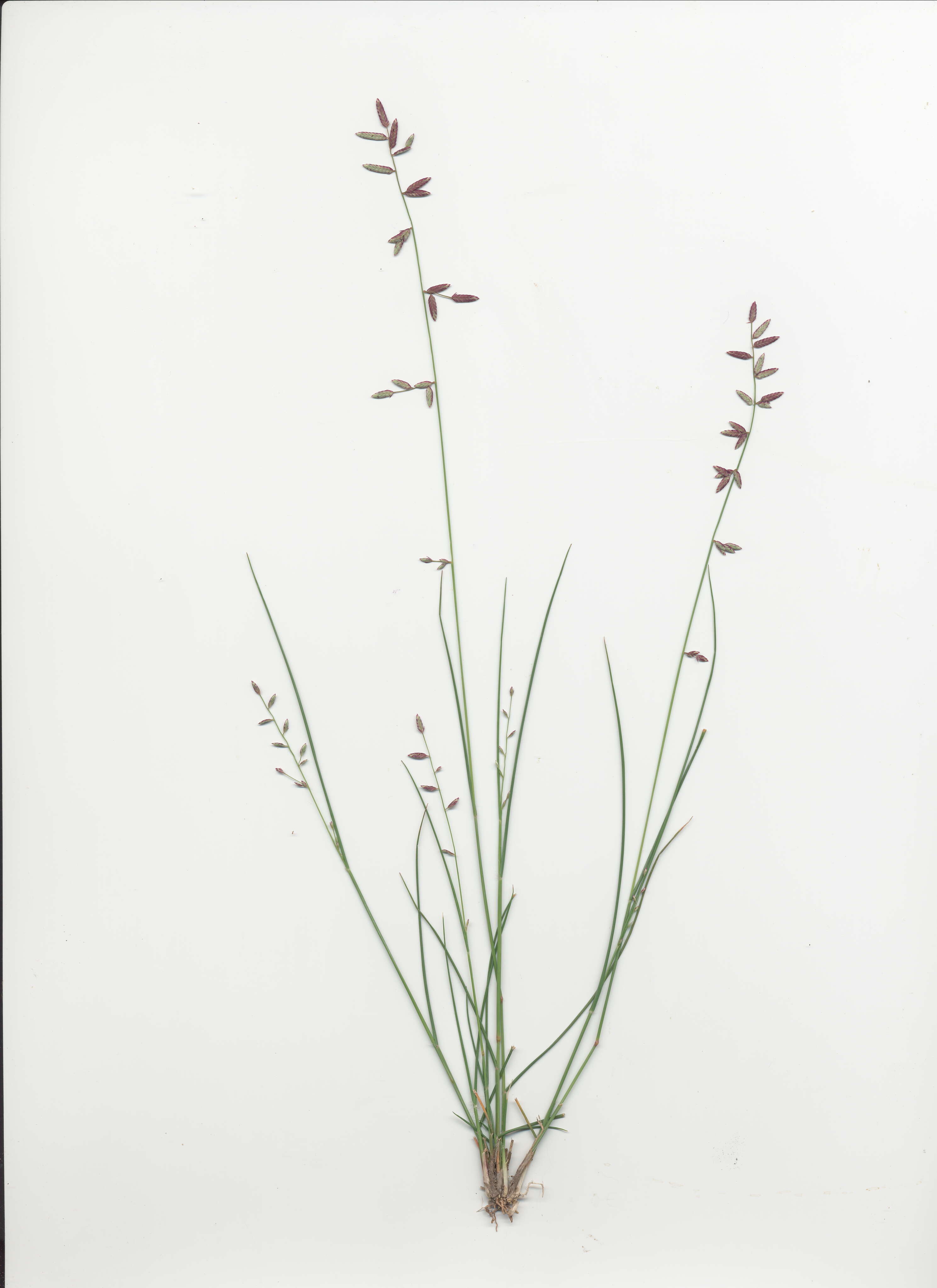 Image of Brown's lovegrass