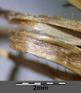 Image of narrowleaf hawksbeard