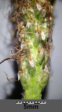 Image of Hoary Plantain