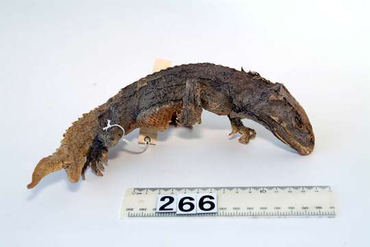 Image of Cook Strait Tuatara