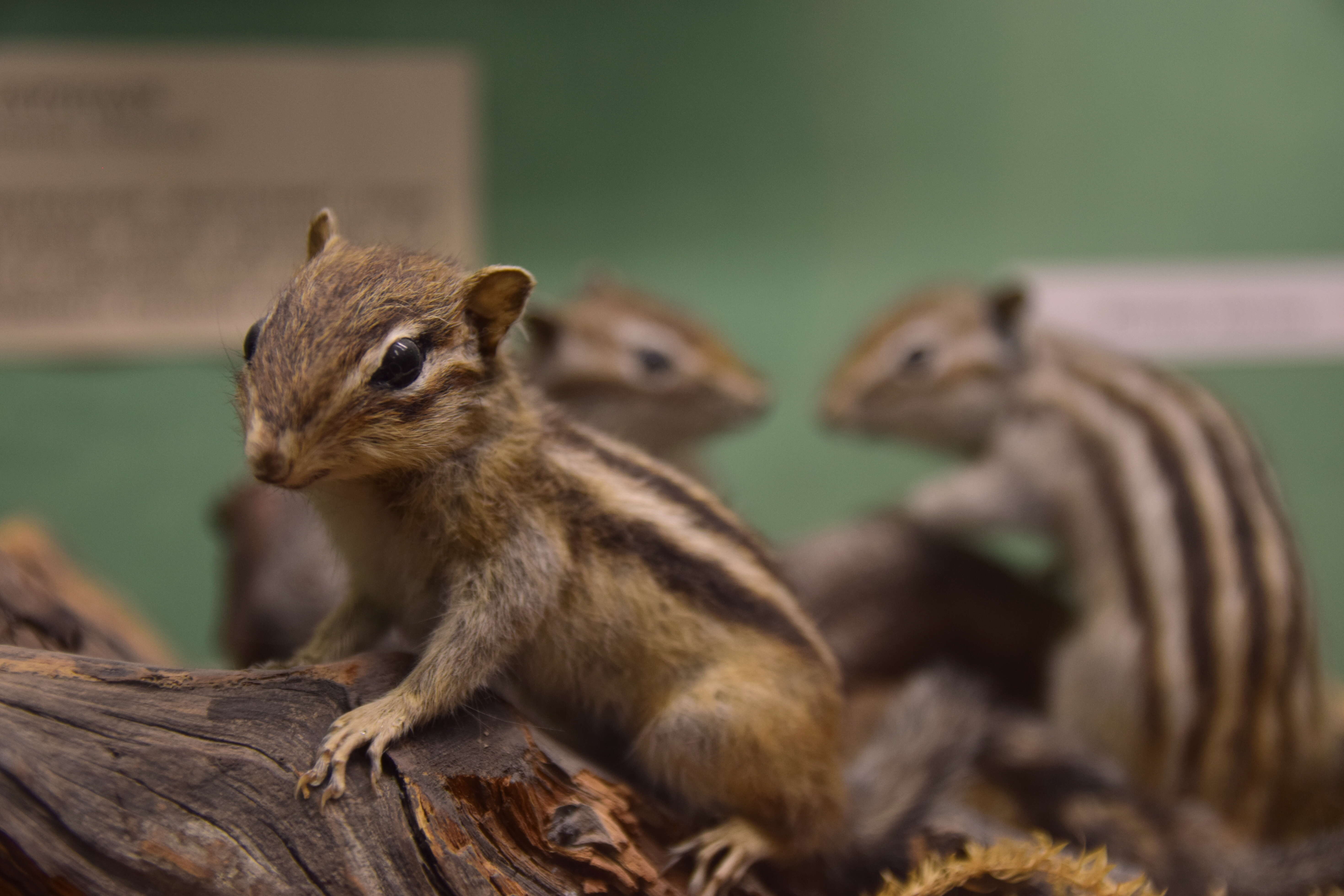 Image of Siberian Chipmunk