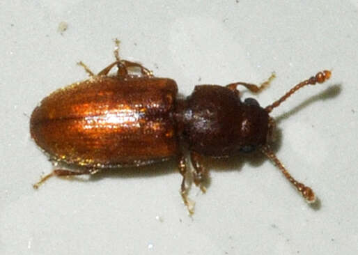 Image of Foreign Grain Beetle