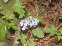 Image of Ajuga japonica Miq.