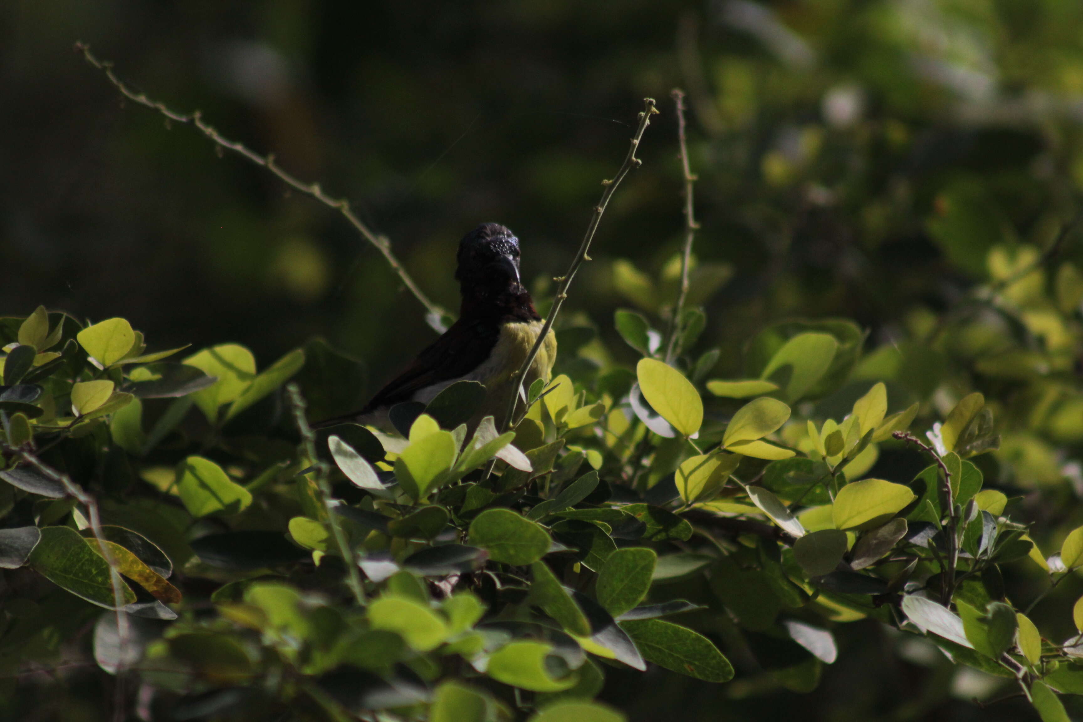 Image of Yellow-bellied Siskin