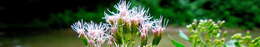 Image of hemp agrimony