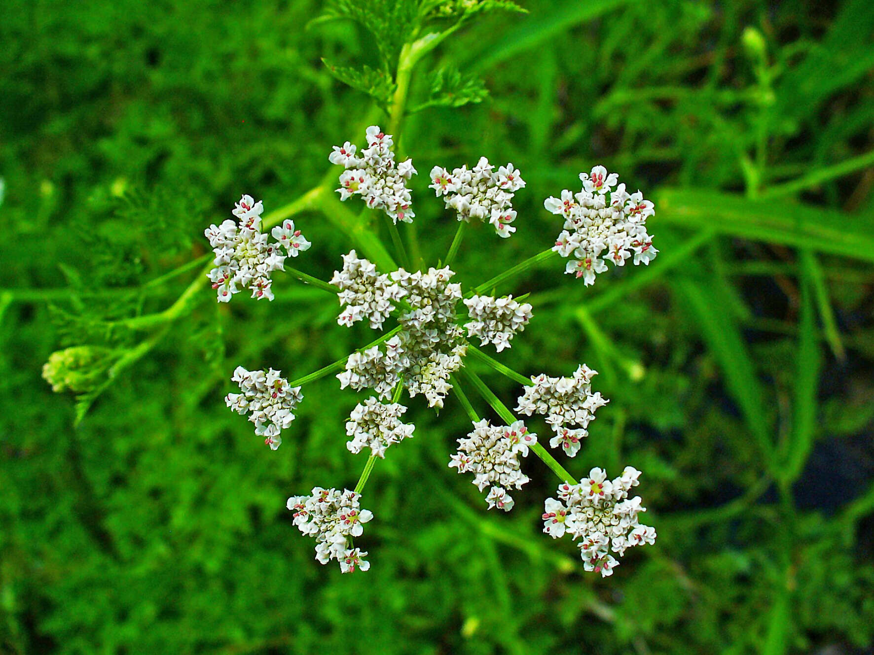 Imagem de Oenanthe aquatica (L.) Poir.