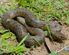 Image of Viperine Snake