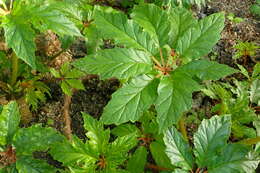 Image of Begonia carolineifolia Regel