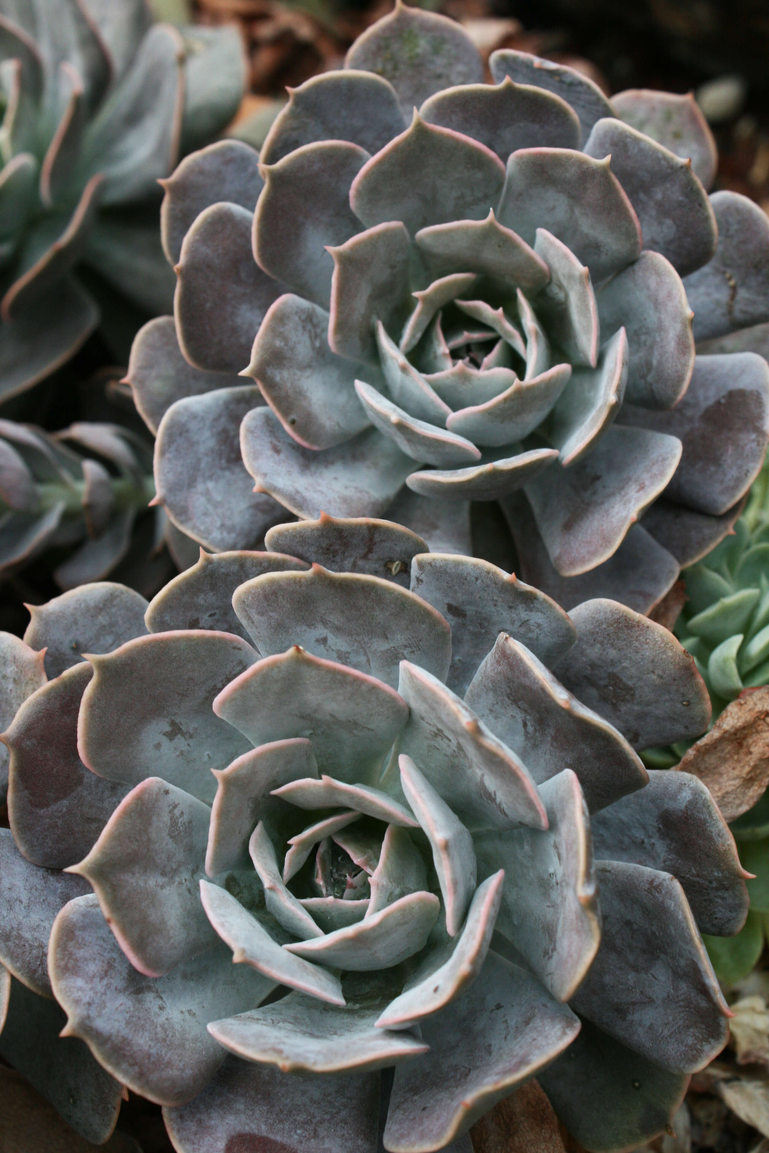 Image of hens and chicks