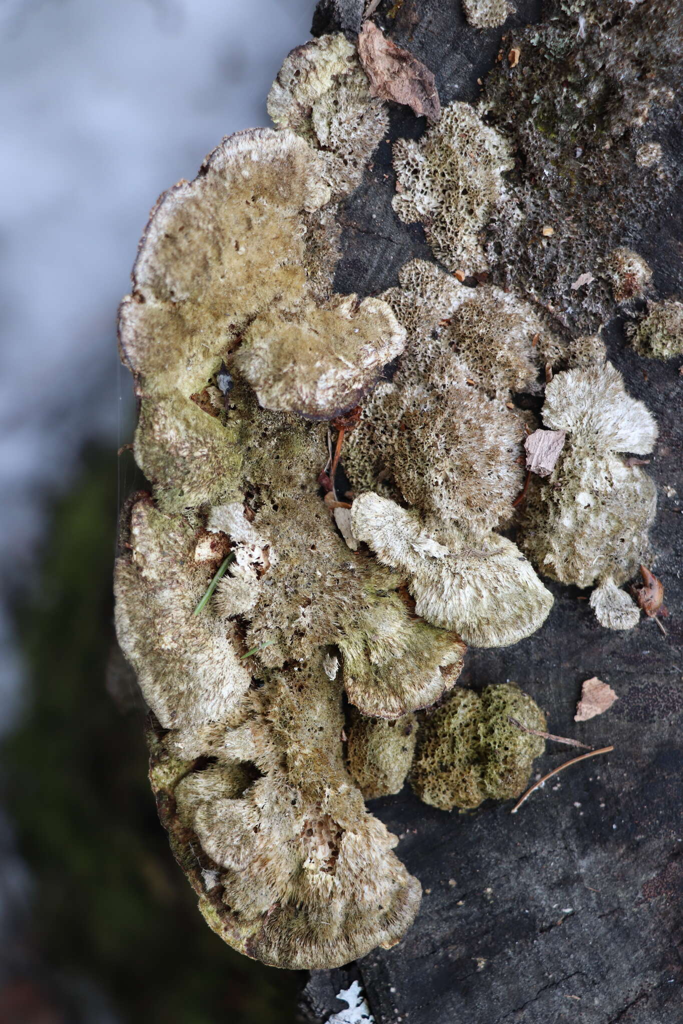 Image of Trametes trogii Berk. 1850