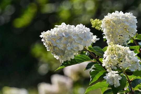 Image of panicled hydrangea