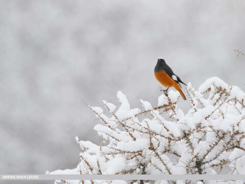 Image of Güldenstädt's Redstart