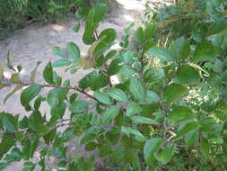 Plancia ëd Ziziphus nummularia (Burm. fil.) Wight & Walk.-Arn.