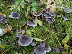 Image of Grey Agaric