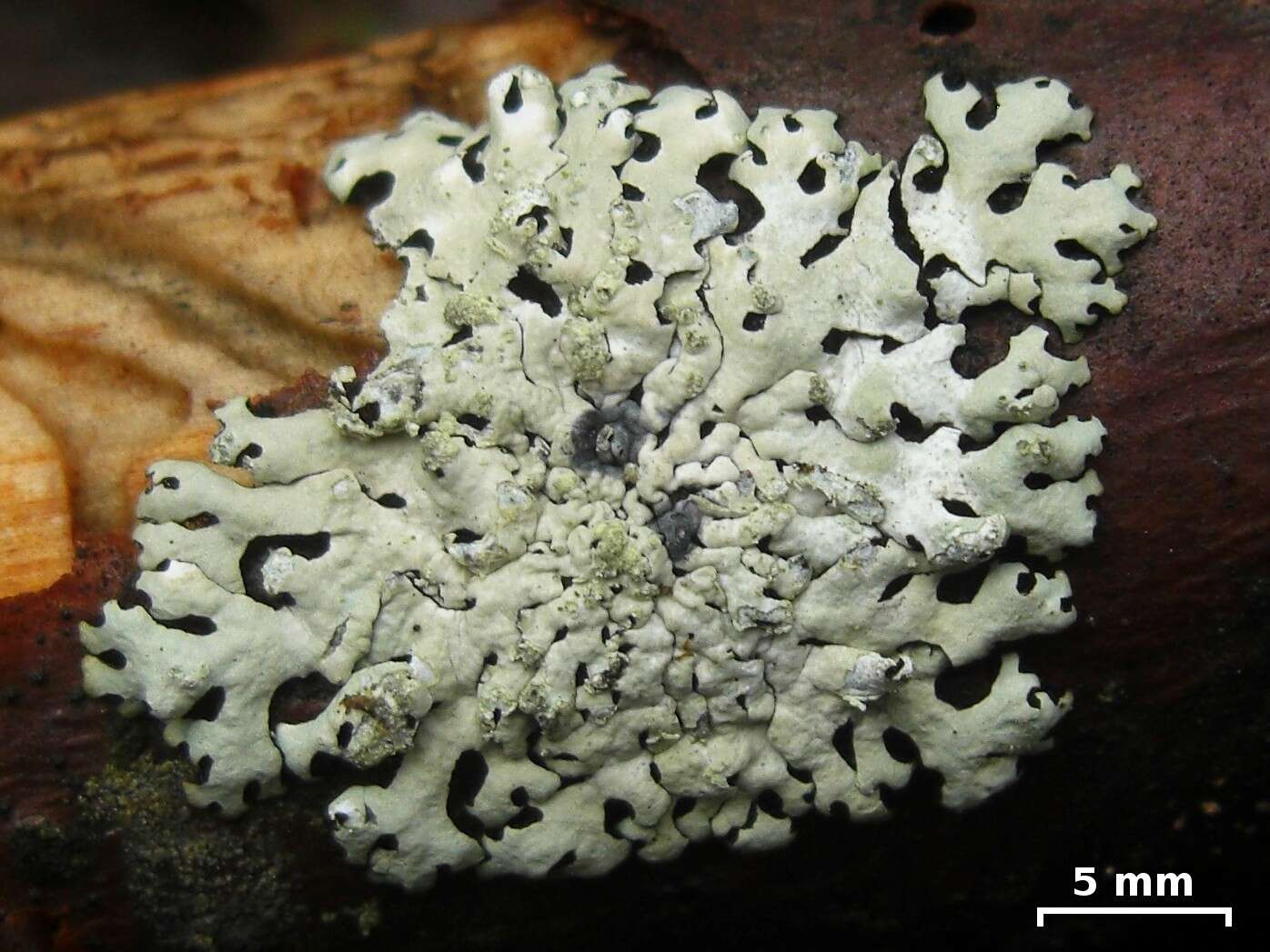 Image of hypotrachyna lichen