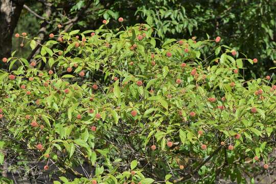 Image of common buttonbush