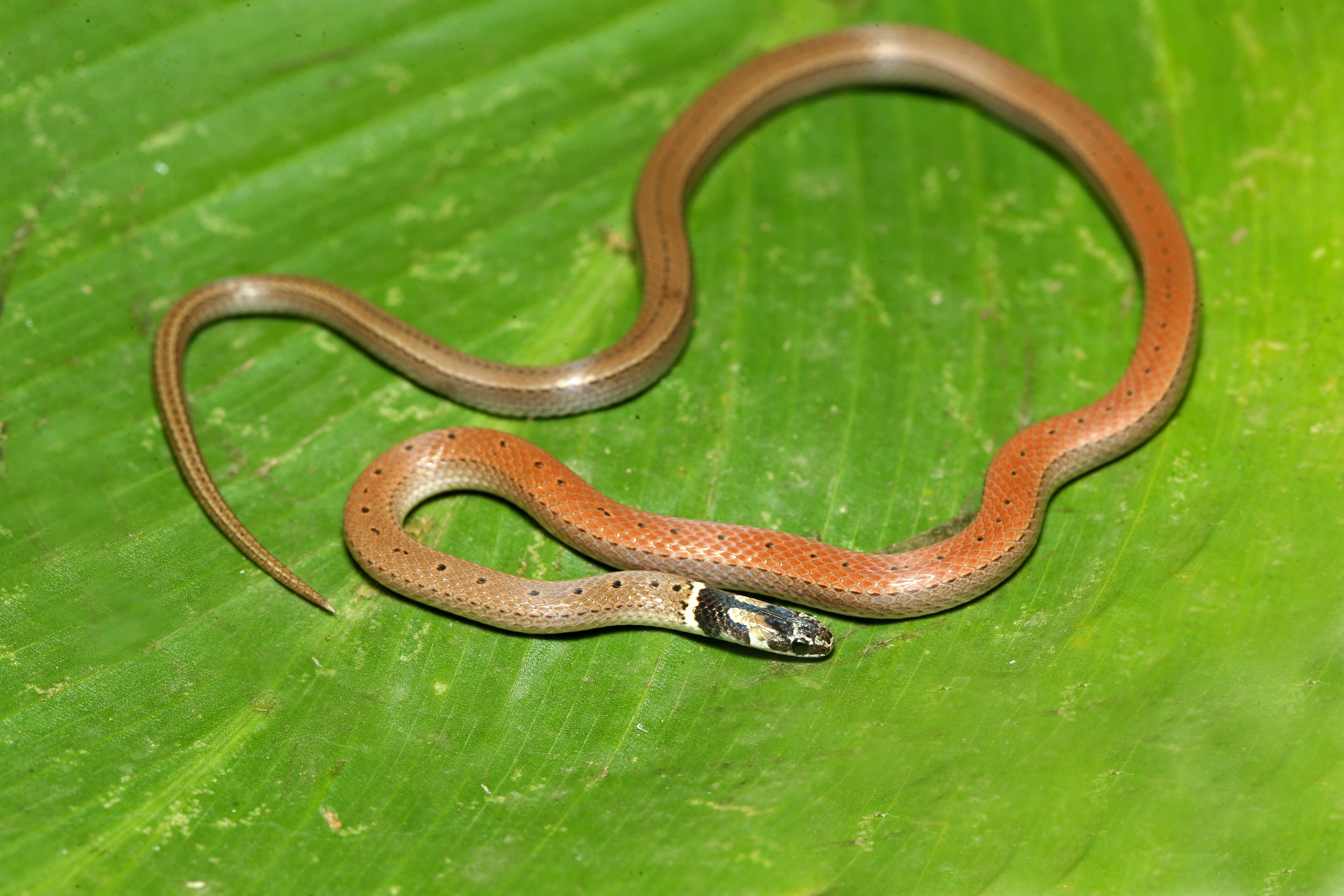 صورة Sibynophis subpunctatus (A. M. C. Duméril, Bibron & A. H. A. Duméril 1854)