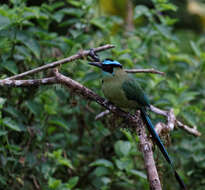 Momotus aequatorialis Gould 1858 resmi