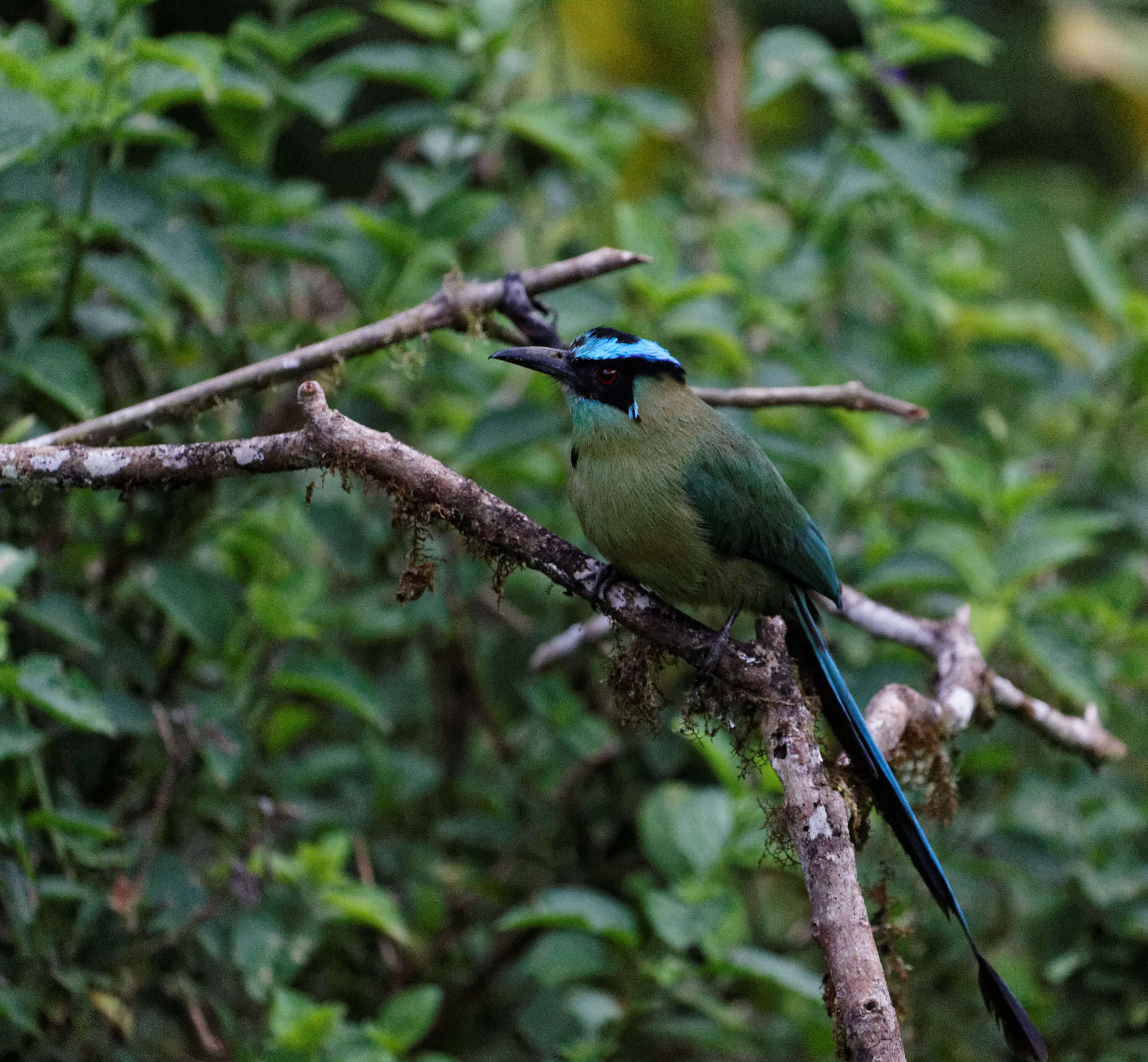 Momotus aequatorialis Gould 1858 resmi