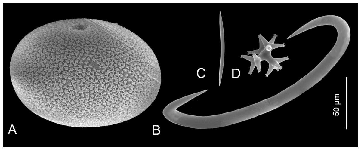 Image of sponges