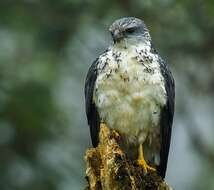 Image of Gray-backed Hawk