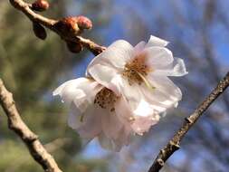 Plancia ëd Prunus subhirtella Miq.