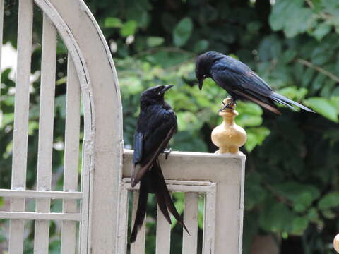 Image of Black Drongo