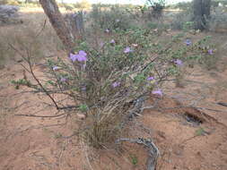 صورة Eremophila flabellata Chinnock