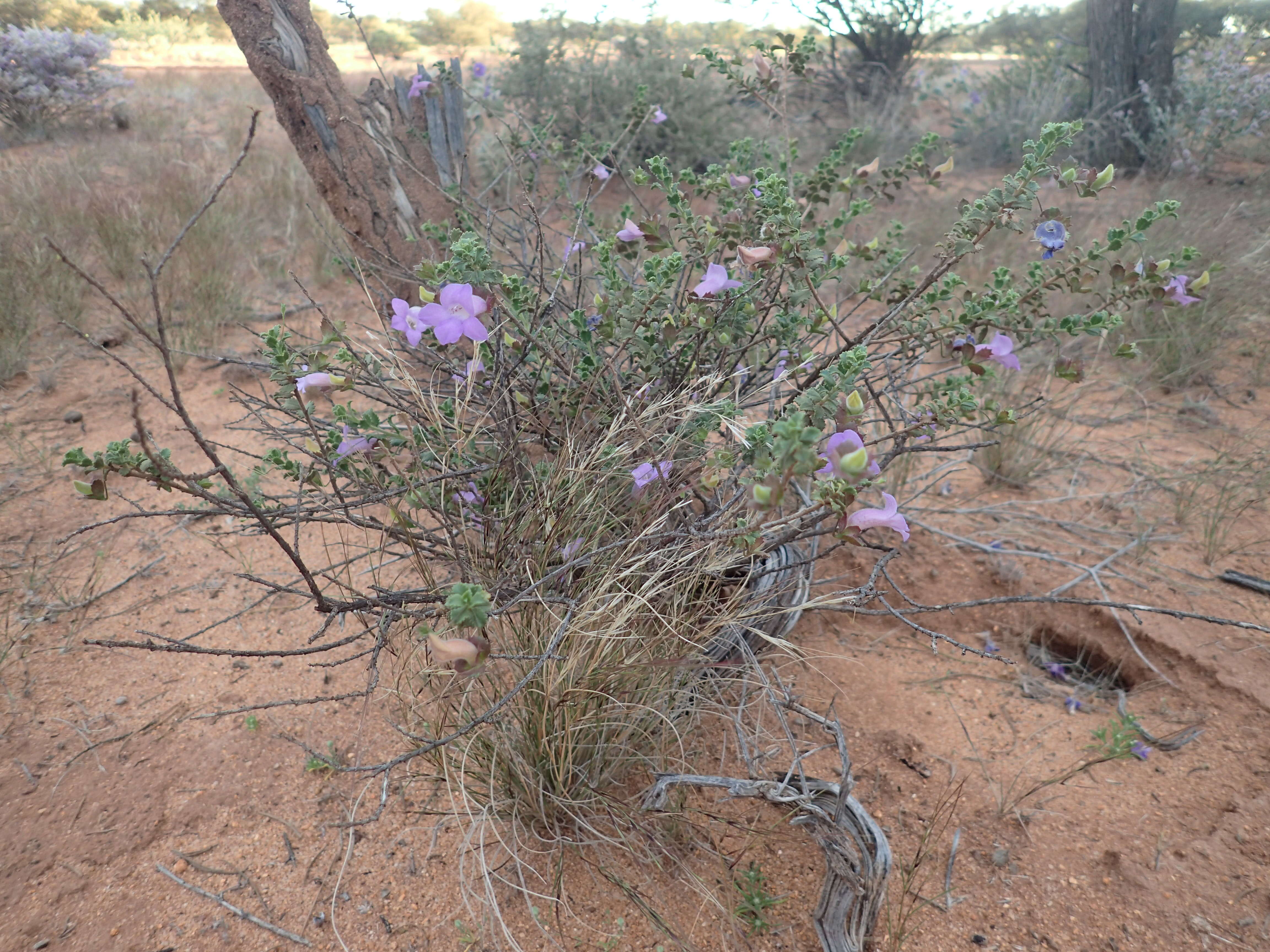 صورة Eremophila flabellata Chinnock