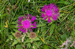 Centaurea nervosa Willd. resmi