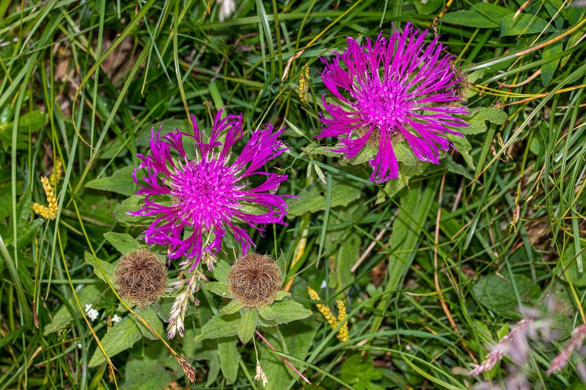 Centaurea nervosa Willd. resmi