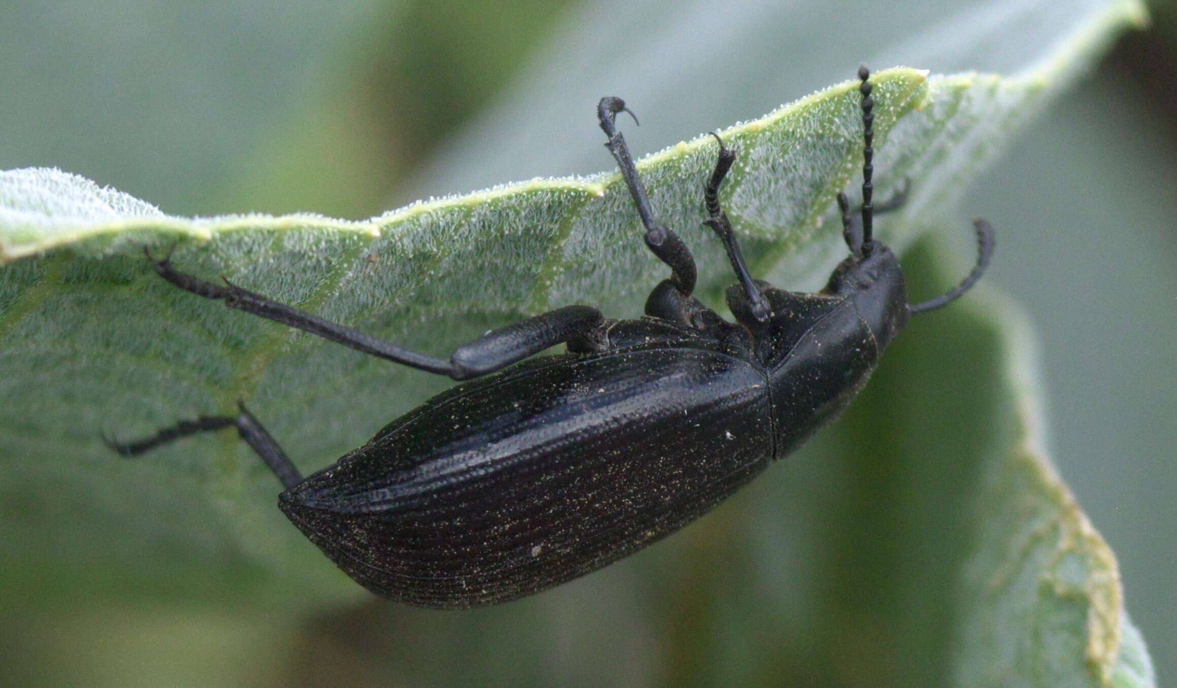 Image of Eleodes (Eleodes) hispilabris (Say 1824)