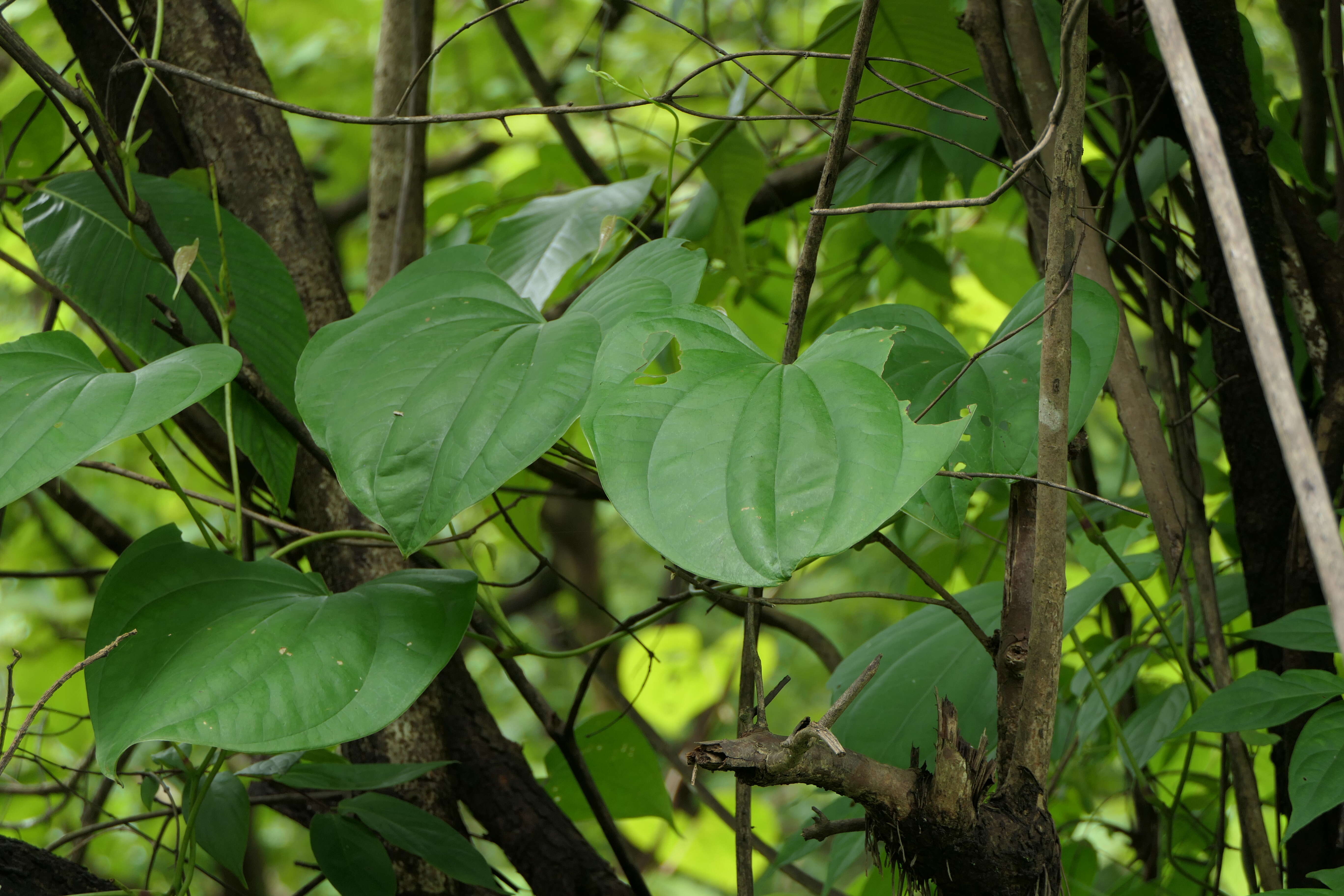 Image of Dioscorea wallichii Hook. fil.