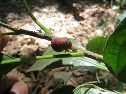 Image of Agrostistachys indica Dalzell