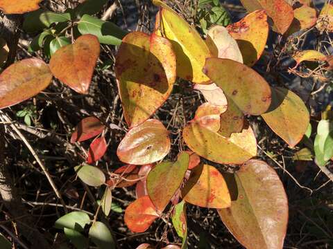 Image of common greenbrier