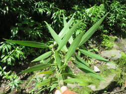 Image of Sarcococca saligna (D. Don) Müll. Arg.