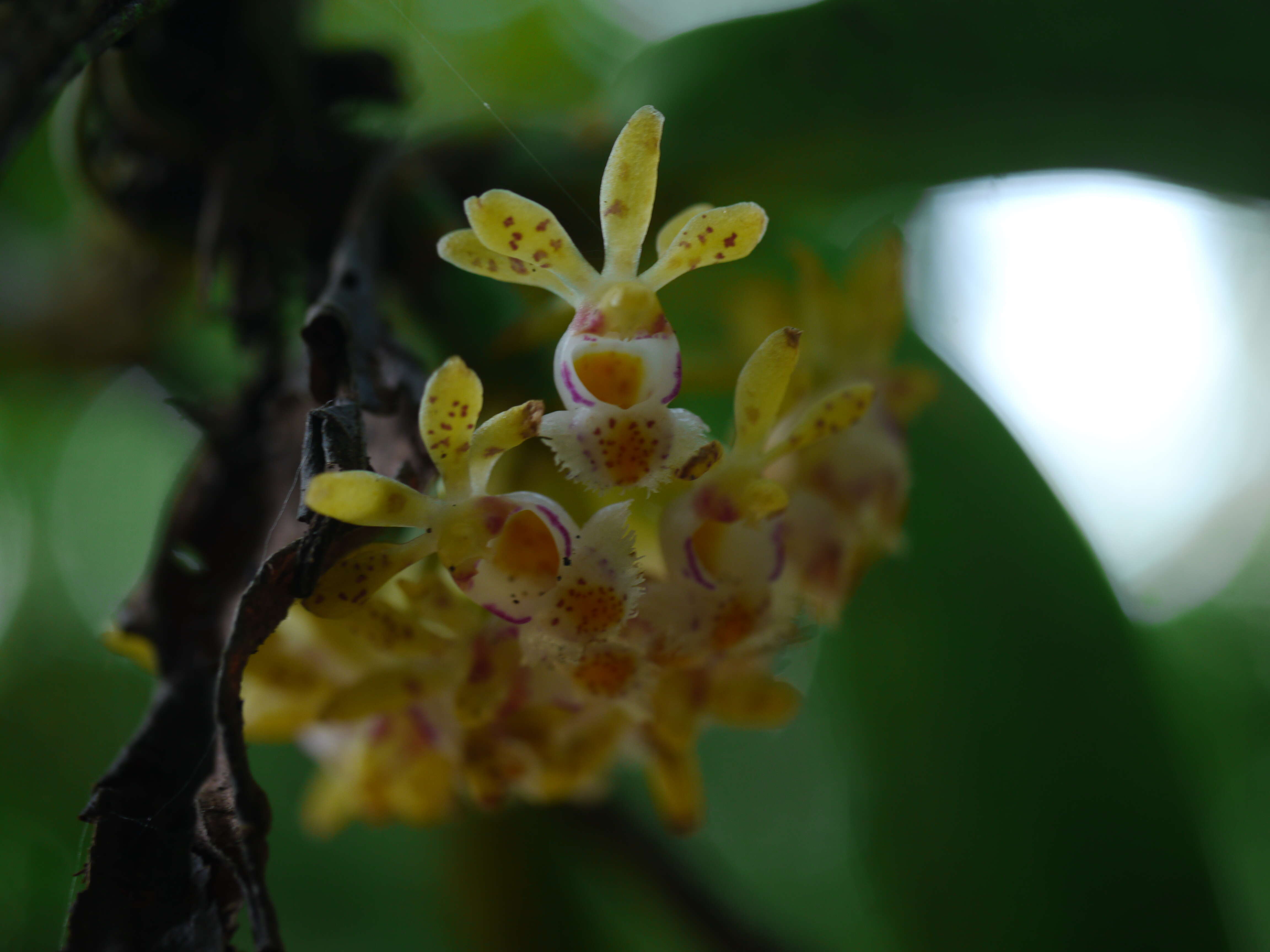 Imagem de Gastrochilus obliquus (Lindl.) Kuntze