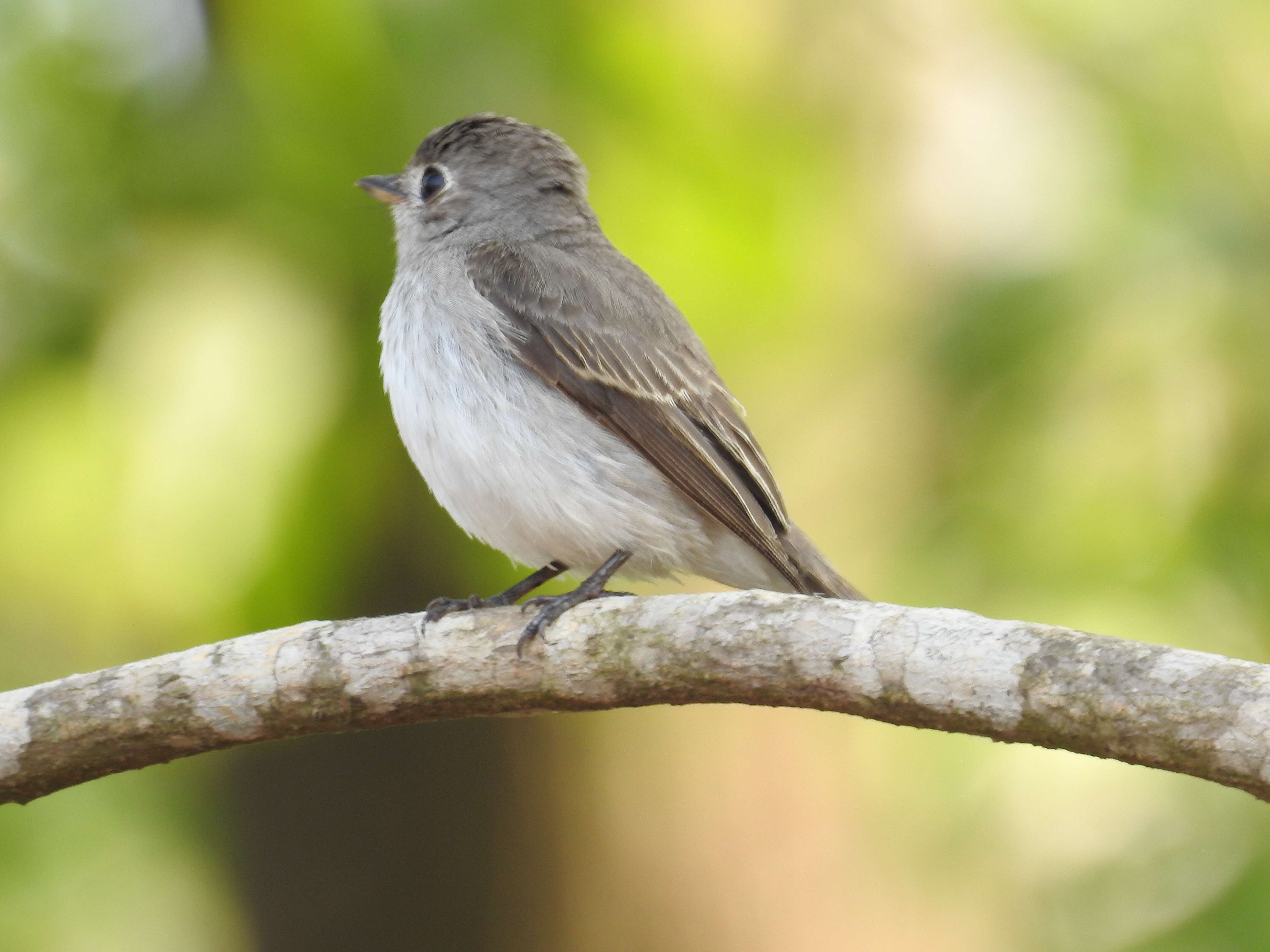 Image of Asian Brown Flycatcher