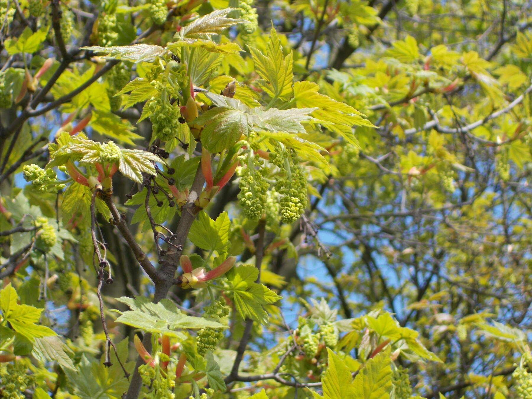 Imagem de Acer pseudoplatanus L.