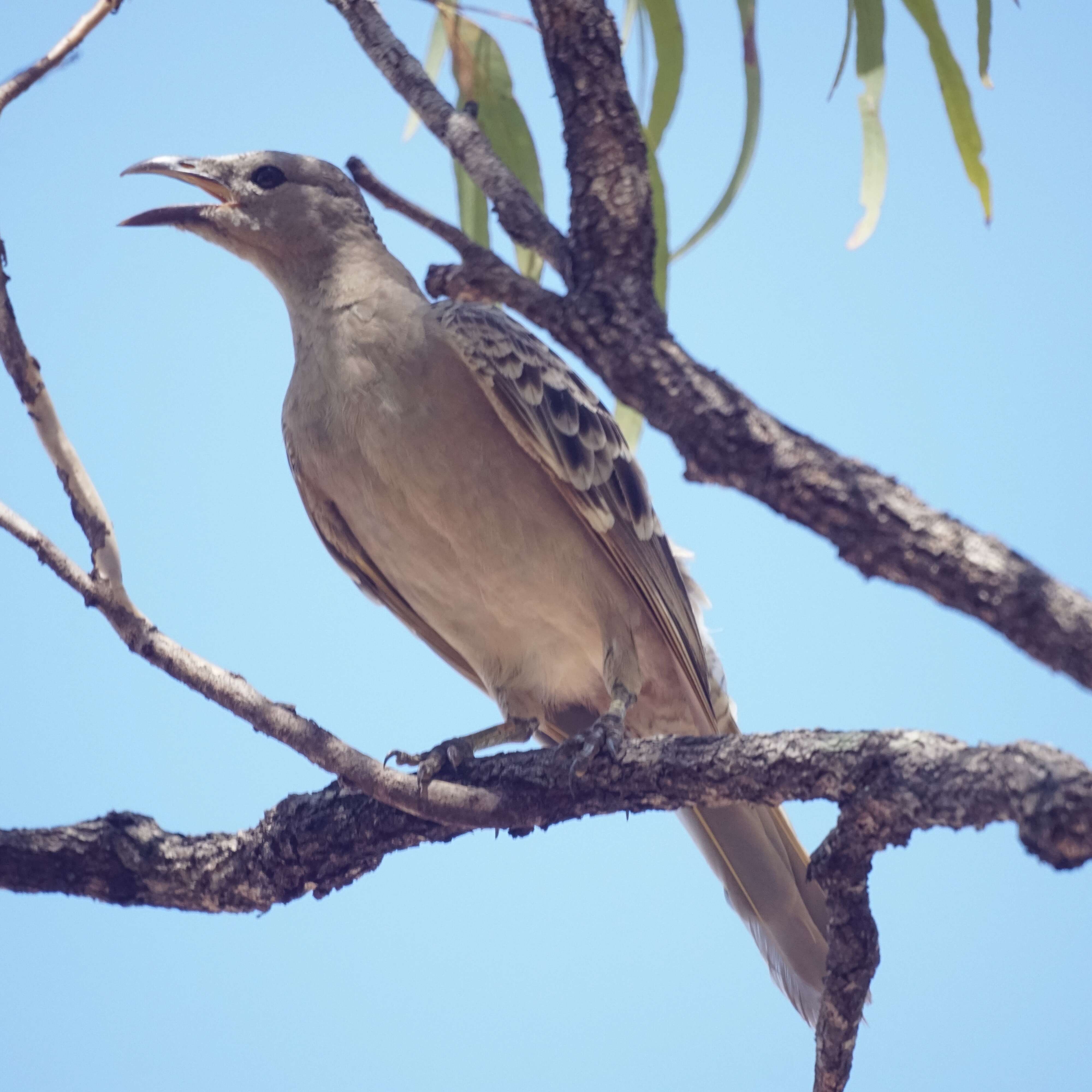 Image of Great Bowerbird