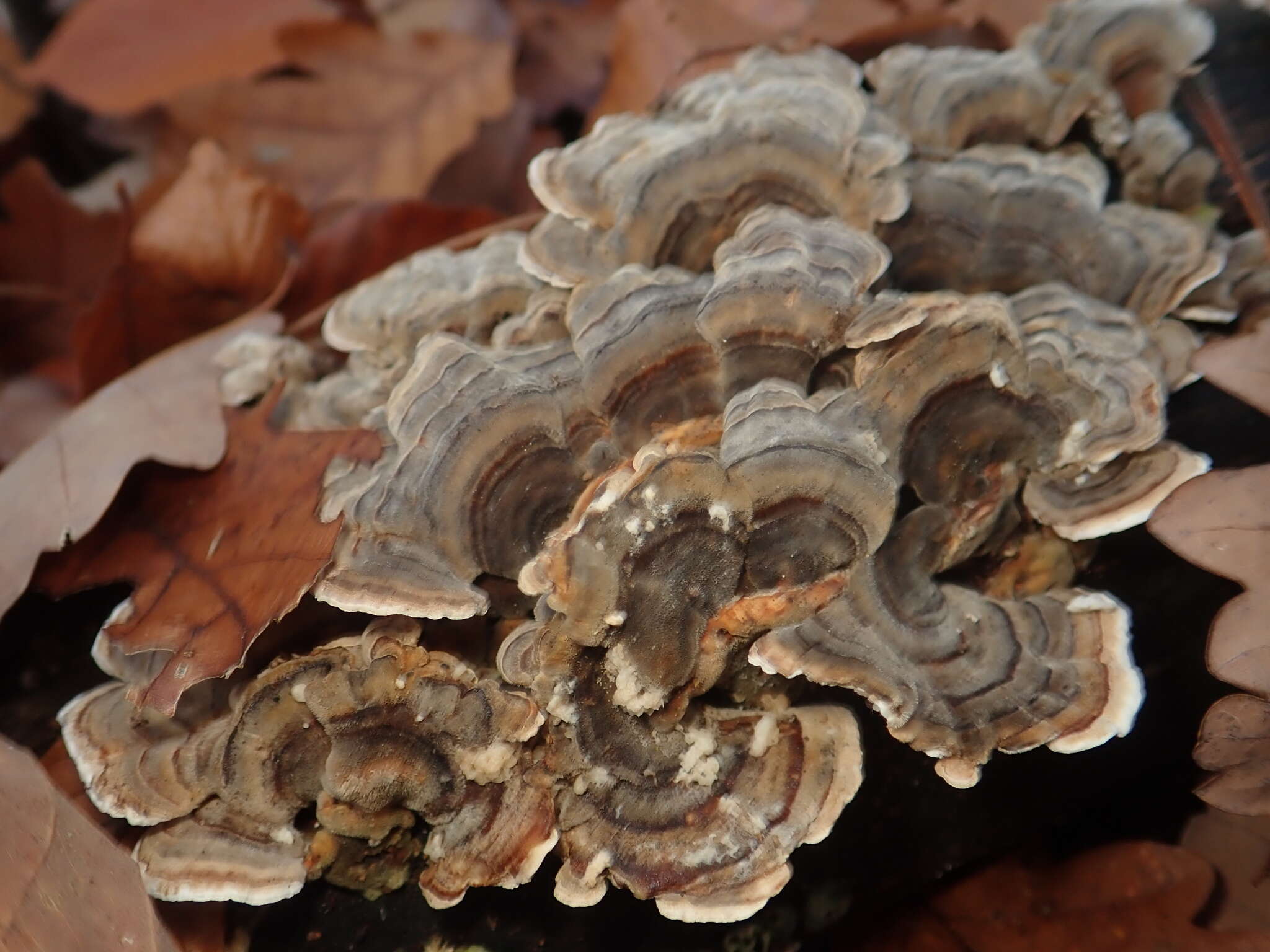 Image of Turkey Tail